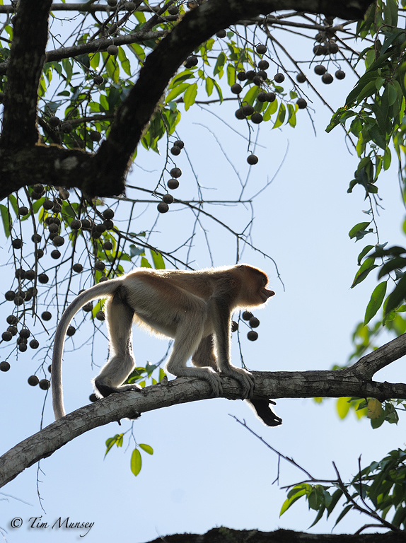 Proboscis Monkey